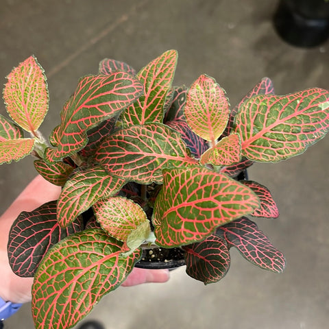 Fittonia