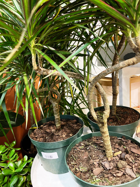 dracaena soil Dracaena Marginata Candelabra – Jungle & Loom