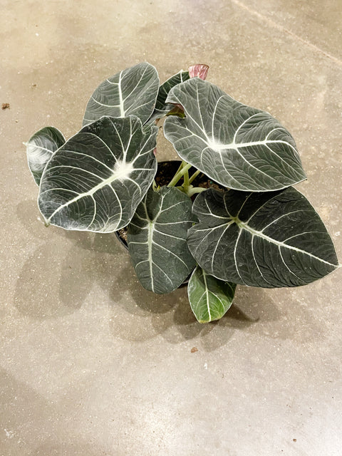 Alocasia Black Velvet