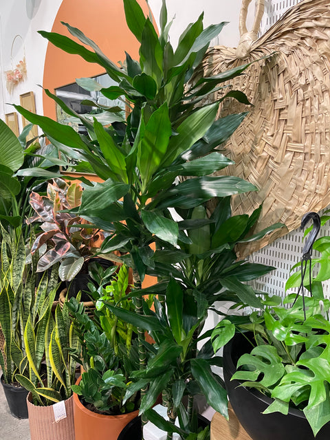 Dracaena Lind Cane