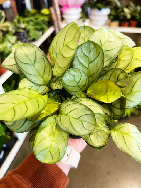 Calathea Ctenanthe Amagris