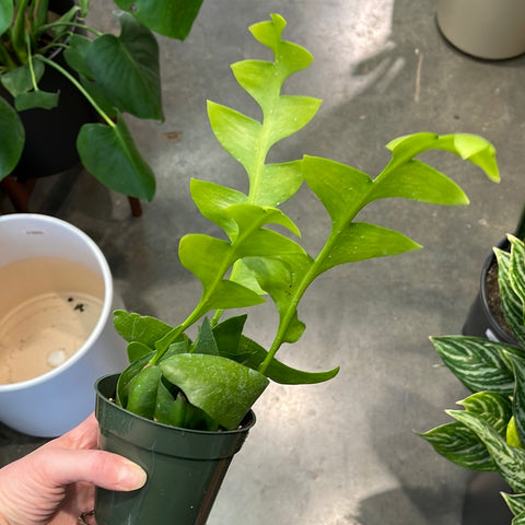 Sharkstooth Fern (Selenicereus Jungle Cactus)