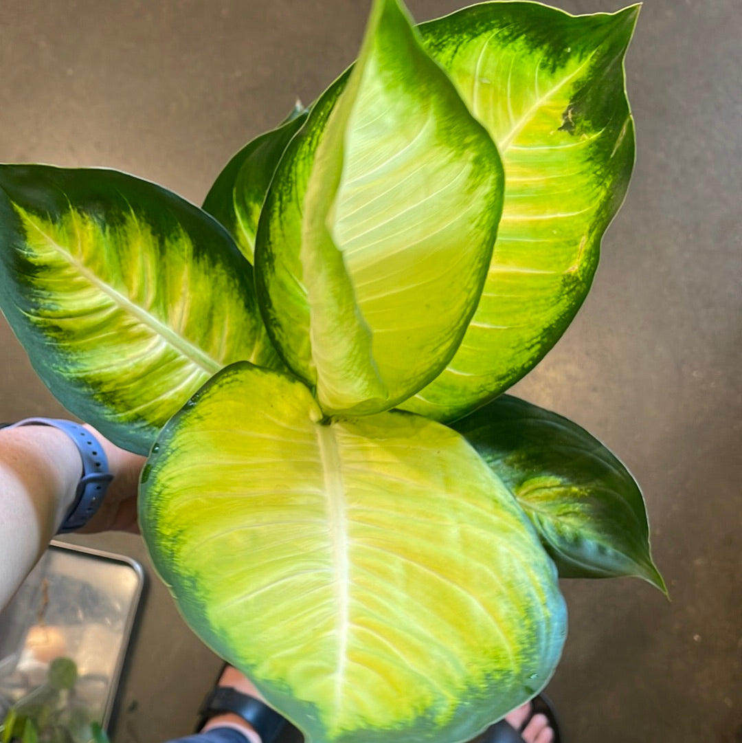 Jungle & Loom Dieffenbachia Tropic Marianne - Thumbnail 4