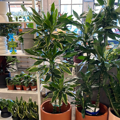Dracaena Moonlight Steudneri Cane