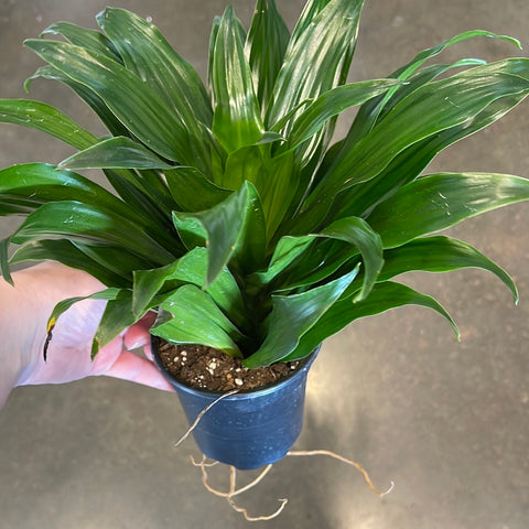 dracaena compacta Dracaena Janet Craig Compacta – Jungle & Loom