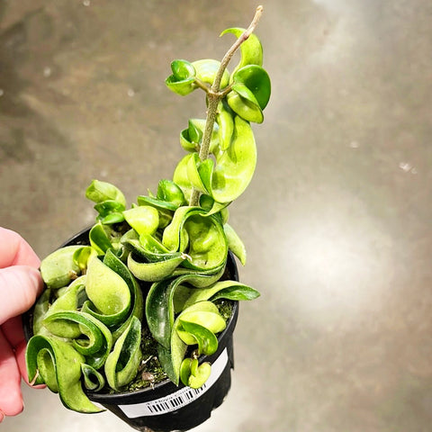Hoya Compacta
