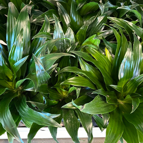 dracaena deremensis compacta Dracaena Janet Craig Compacta – Jungle & Loom
