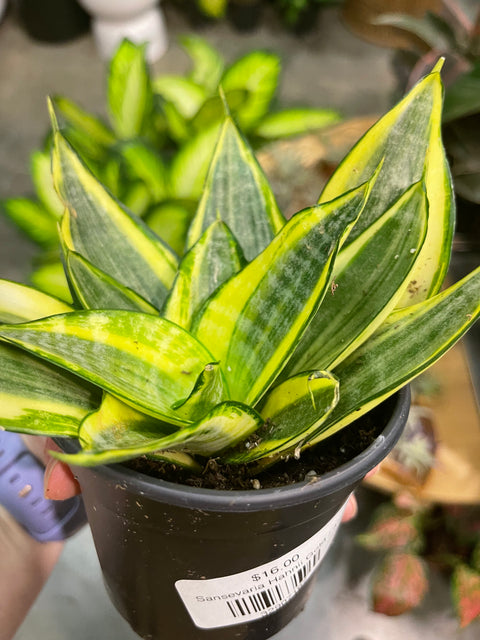 Sansevaria Hahnii Lotus