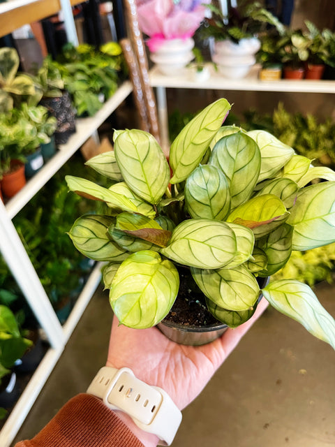 Calathea Ctenanthe Amagris