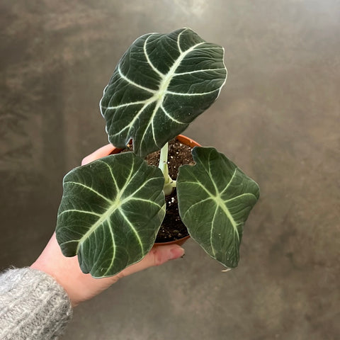 Alocasia Black Velvet