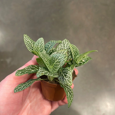 Fittonia