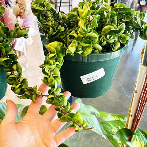 Hoya Compacta