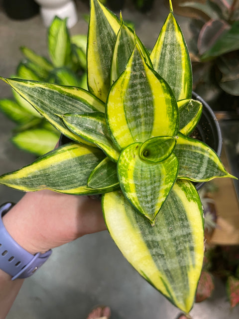 Sansevaria Hahnii Lotus
