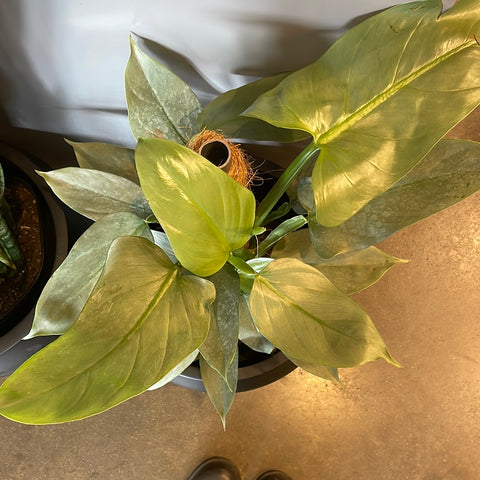 philodendron silver sword totem Philodendron Silver Sword Totem