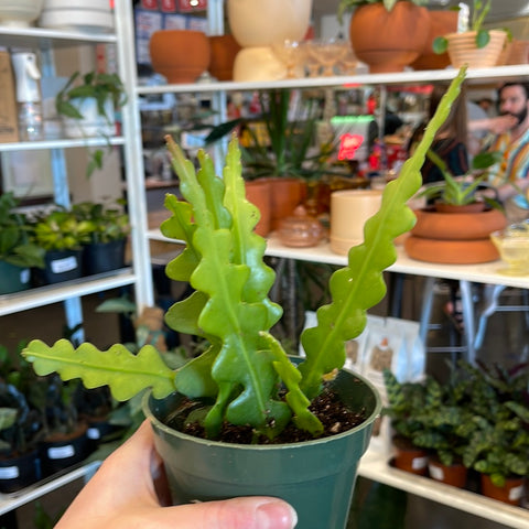 Epiphyllum Fishbone Cactus (Jungle Cactus)