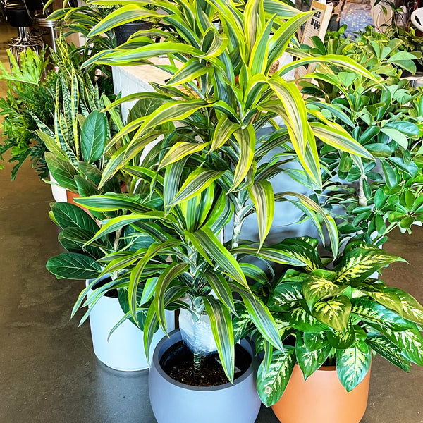 dracaena fragrans gold star Dracaena Gold Star Cane