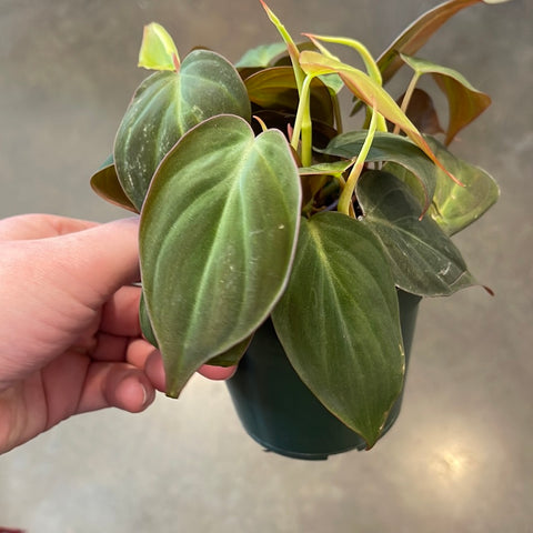 Philodendron Mican