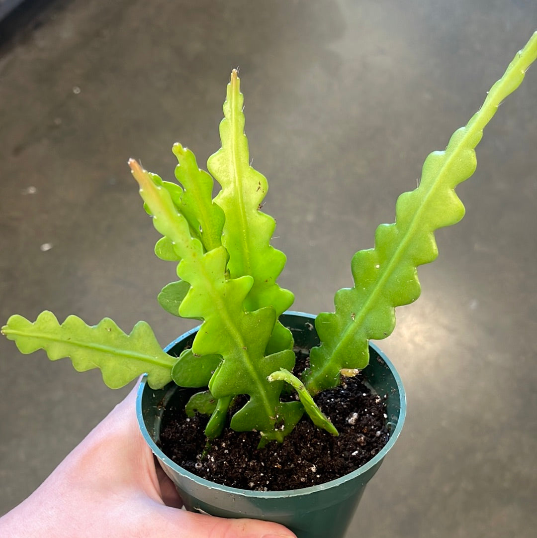 Epiphyllum Fishbone Cactus (Jungle Cactus) – Jungle & Loom