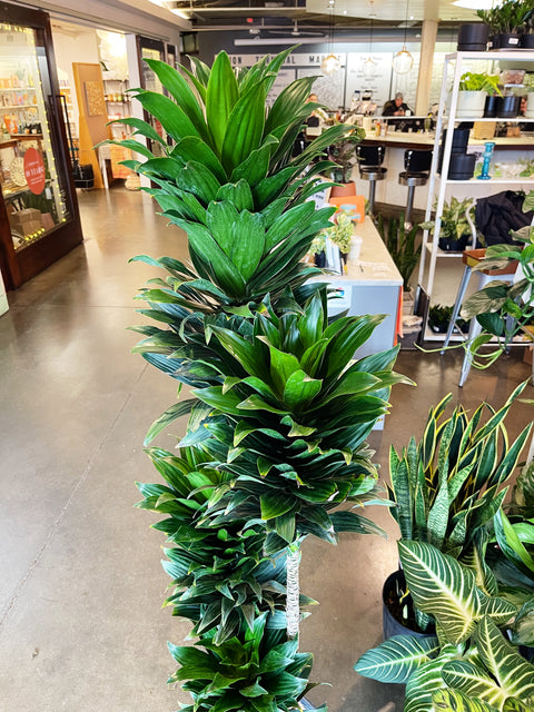 compacta dracaena Dracaena Janet Craig Compacta – Jungle & Loom