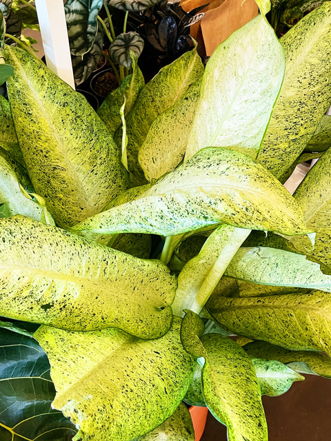 camouflage dieffenbachia Dieffenbachia Camouflage – Jungle & Loom