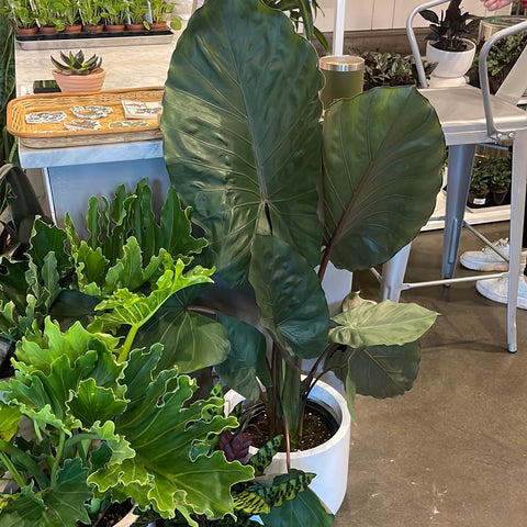 Alocasia Metal Head