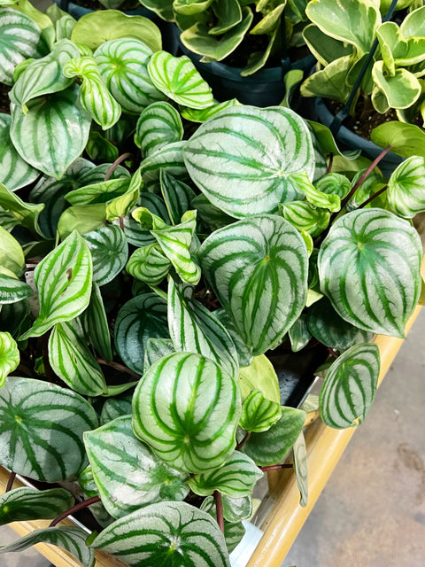 Peperomia Watermelon
