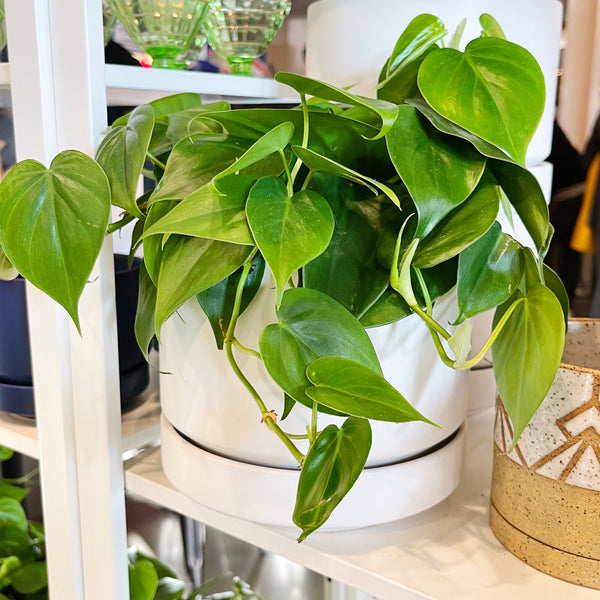 buy philodendron cordatum Philodendron Cordatum – Jungle & Loom