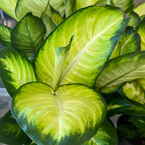 dieffenbachia tropic marianne Dieffenbachia Tropic Marianne – Jungle & Loom