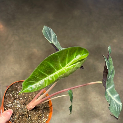 Alocasia Pink Dragon