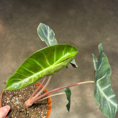 Alocasia Pink Dragon