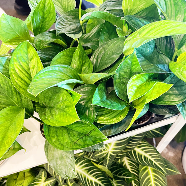 monstera peru fenestration Monstera Peru – Jungle & Loom