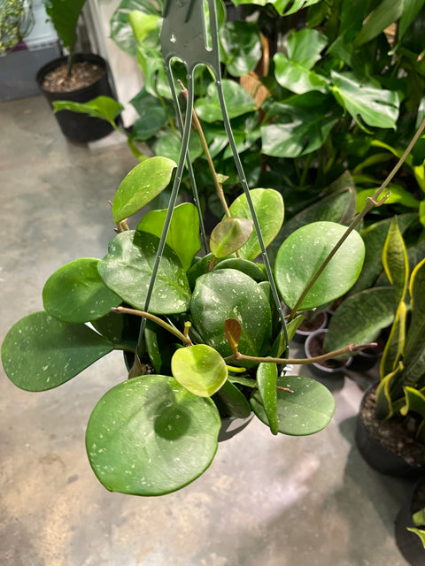 Hoya Obovata