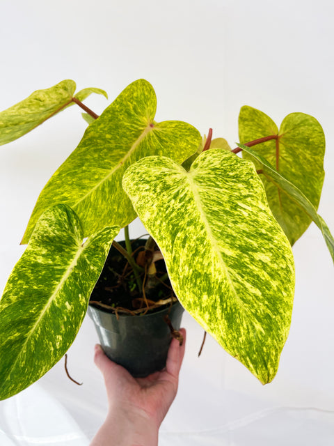 Philodendron Painted Lady