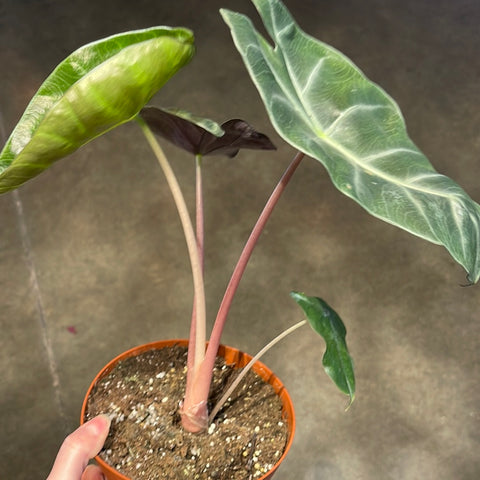 Alocasia Pink Dragon