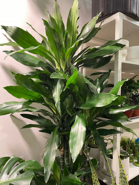 Dracaena Lind Cane