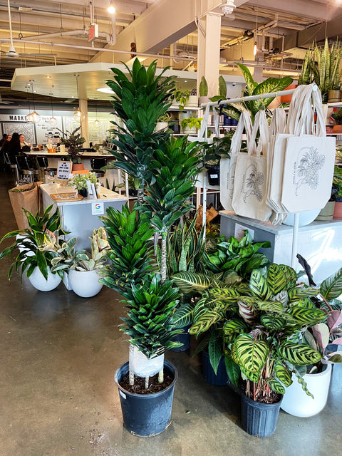 dracaena janet craig compacta cane plant Dracaena Janet Craig Compacta – Jungle & Loom