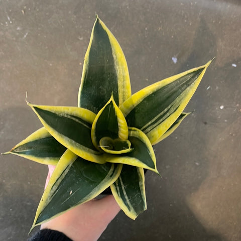 Sanseveria Hahnii Black Gold