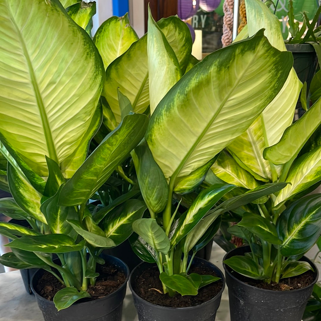 Jungle & Loom Dieffenbachia Tropic Marianne - Thumbnail 3