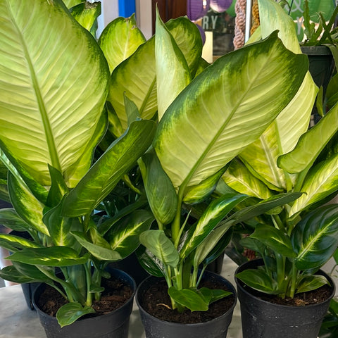 Dieffenbachia Tropic Marianne – Jungle & Loom