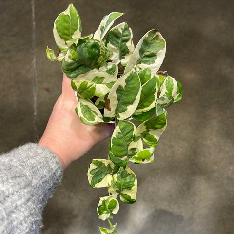 Pothos N Joy