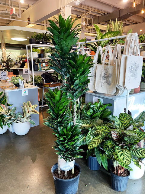 dracaena for sale near me Dracaena Janet Craig Compacta – Jungle & Loom