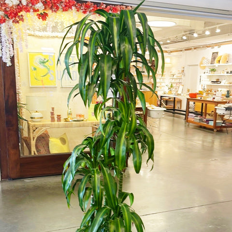dracaena hawaiian cane Dracaena Hawaiian Sunshine