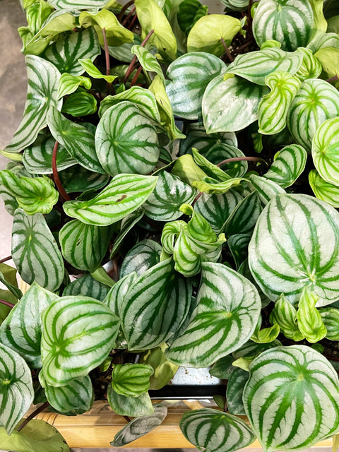 Peperomia Watermelon