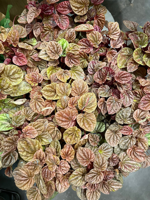 Peperomia Quito