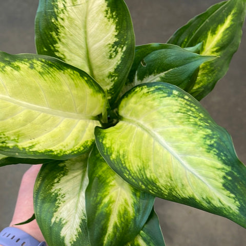 Dieffenbachia Camile