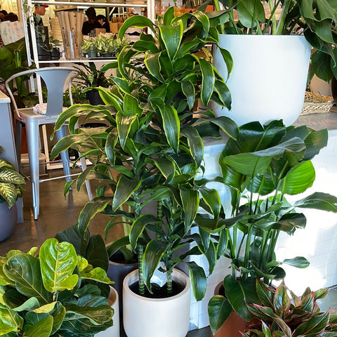 house plants dracaena Dracaena Dorado Cane – Jungle & Loom
