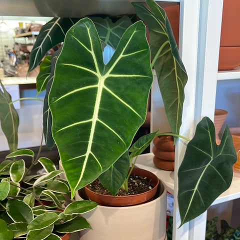 Alocasia Frydek