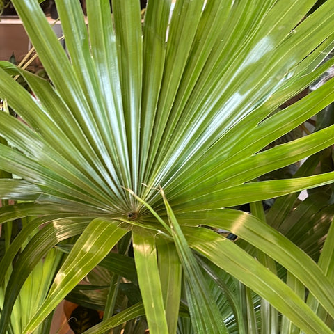 Chinese Fan Palm