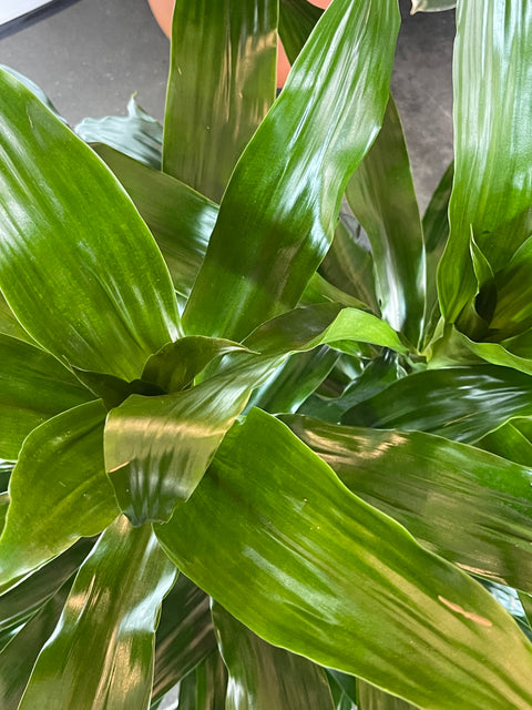 janet craig dracaena brown tips Dracaena Janet Craig Compacta – Jungle & Loom