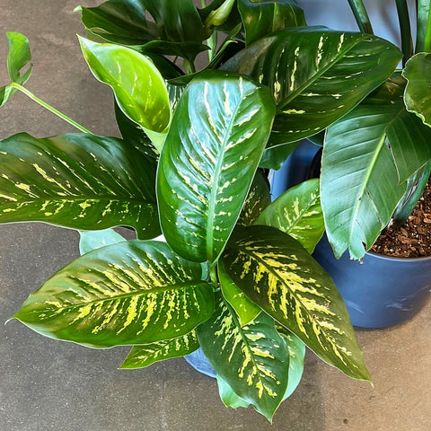 Dieffenbachia Tropic Snow